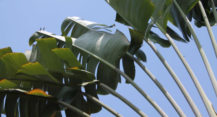 palm tree with six leaves